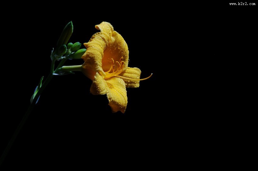 金娃娃萱草图片