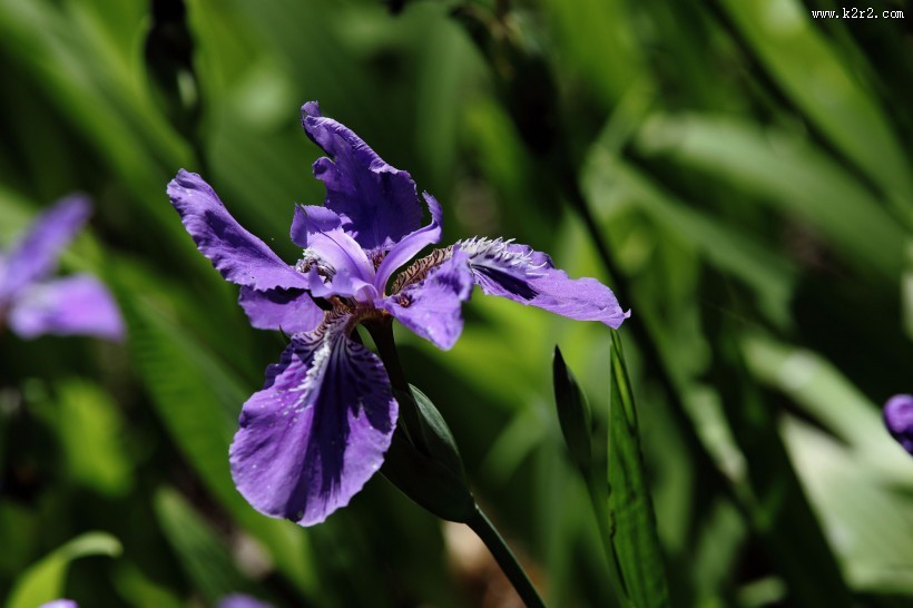 紫色鸢尾花图片