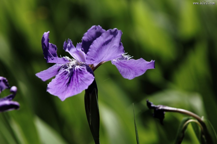 紫色鸢尾花图片