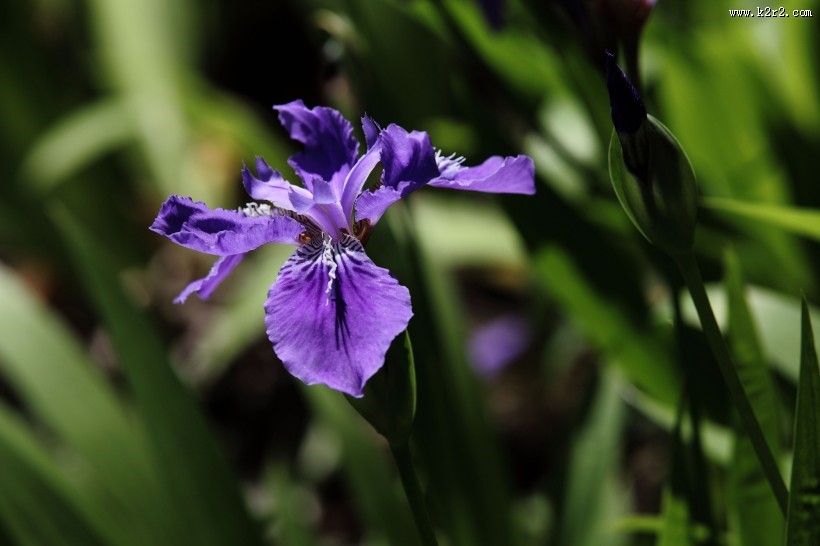 紫色鸢尾花图片