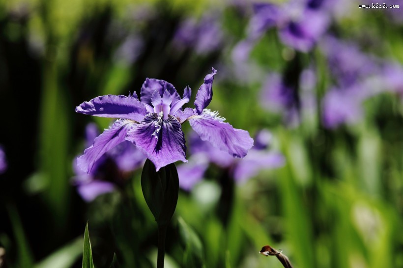 紫色鸢尾花图片