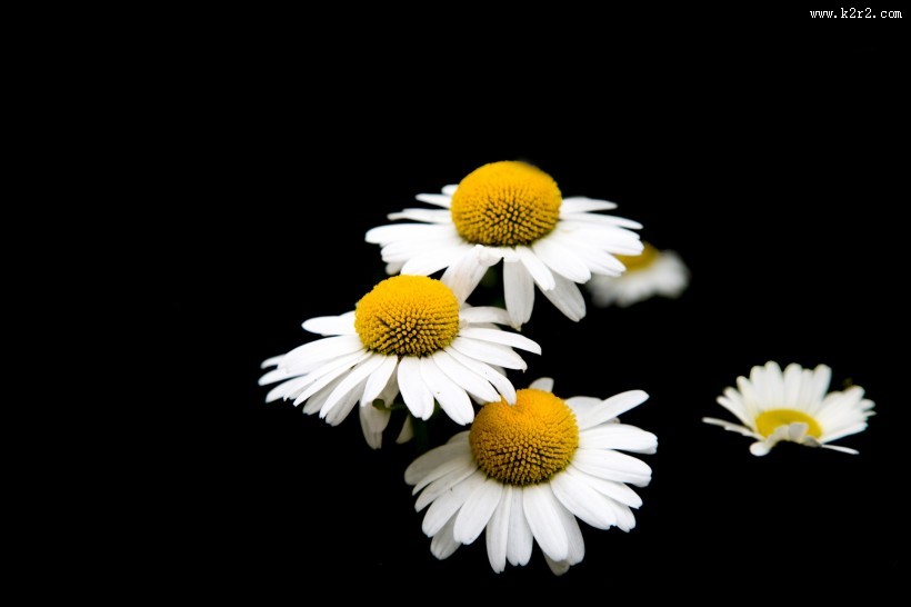 白色雏菊图片