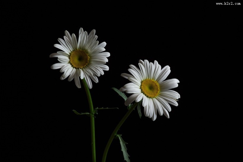 黑底白色菊花图片