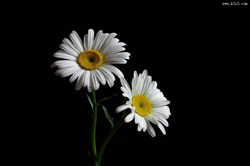 黑底白色菊花图片