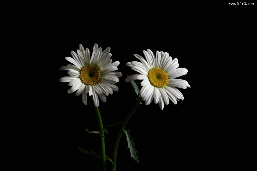 黑底白色菊花图片