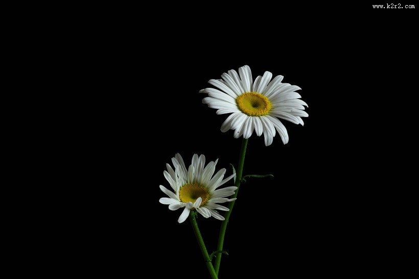 黑底白色菊花图片