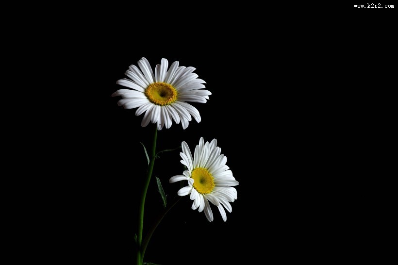黑底白色菊花图片