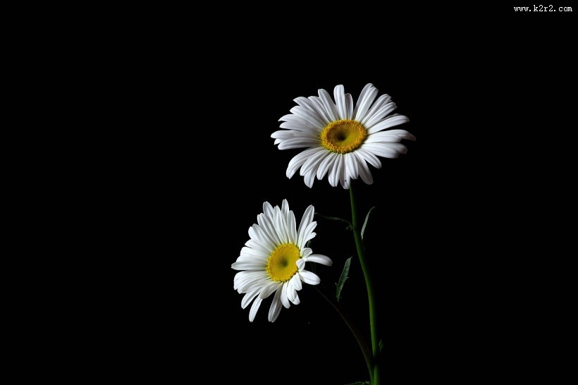 黑底白色菊花图片