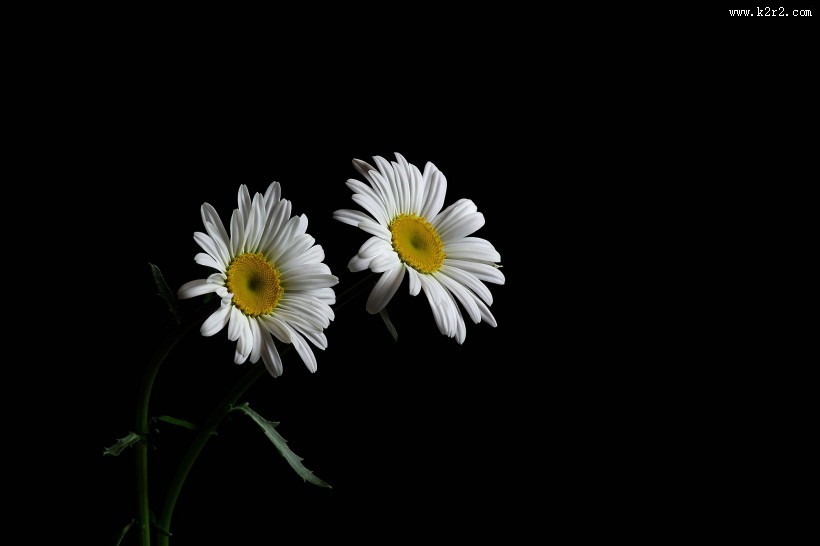 黑底白色菊花图片