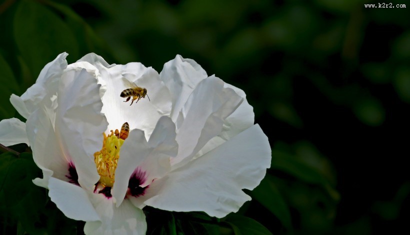 牡丹花图片大全