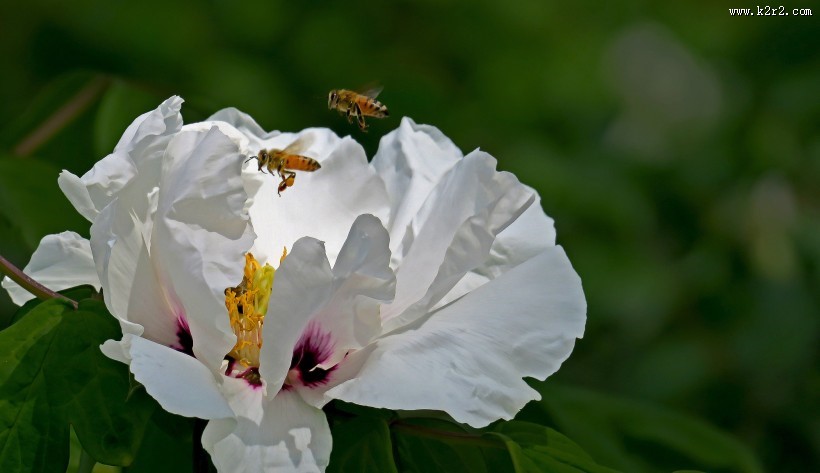 牡丹花图片大全