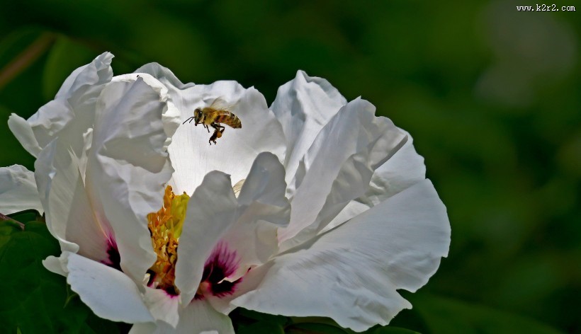 牡丹花图片大全