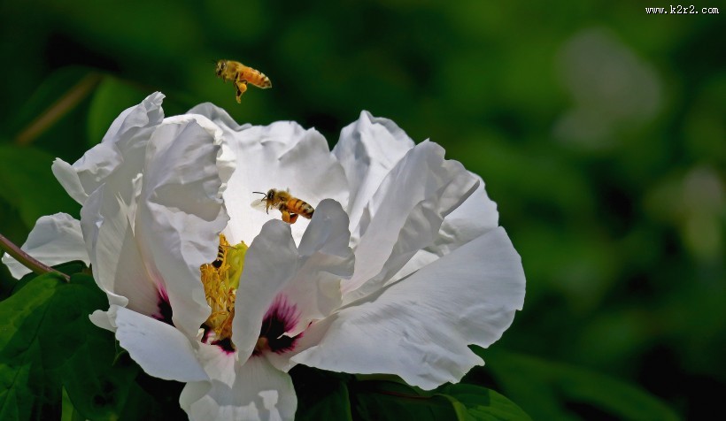 牡丹花图片大全