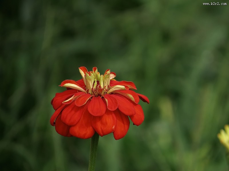 百日草花卉图片