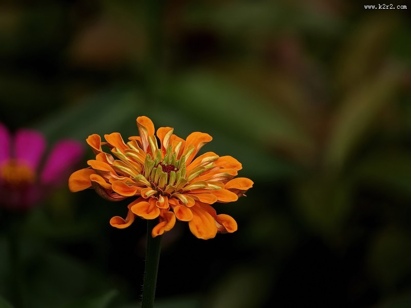 百日草花卉图片
