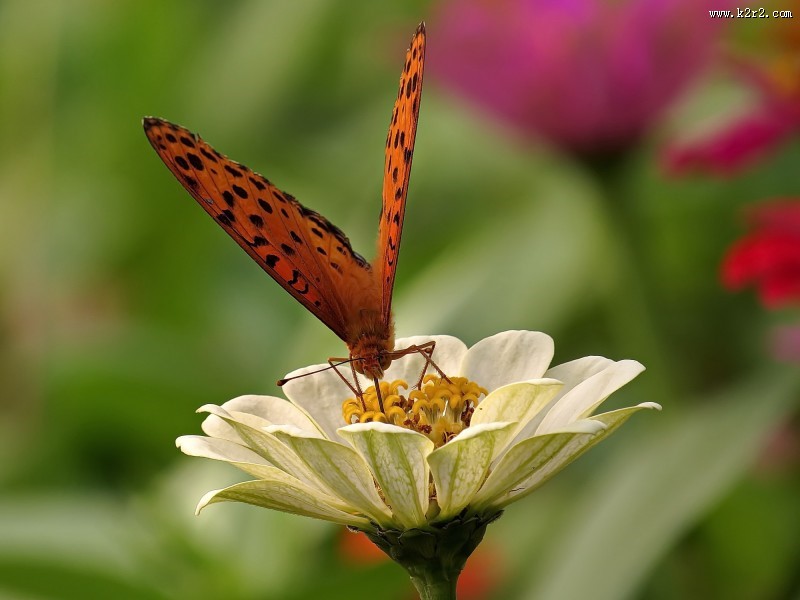 百日草花卉图片
