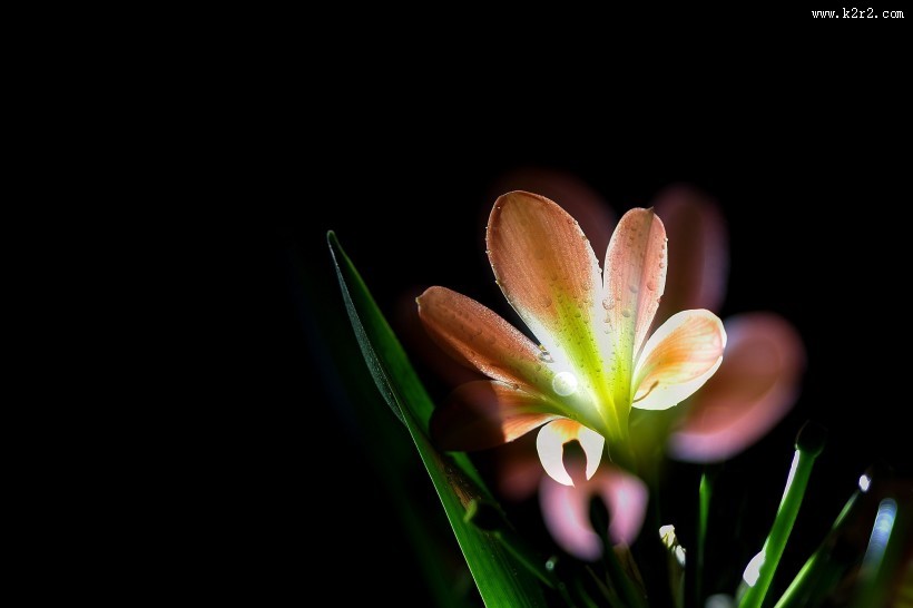 曝光君子兰图片大全