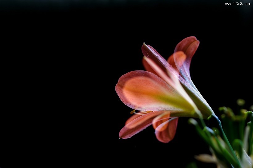 曝光君子兰图片大全