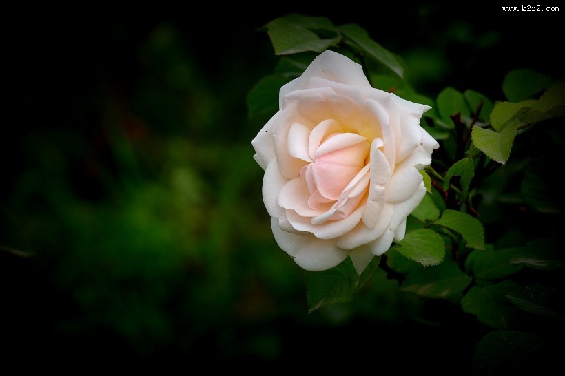 娇艳的月季花图片大全