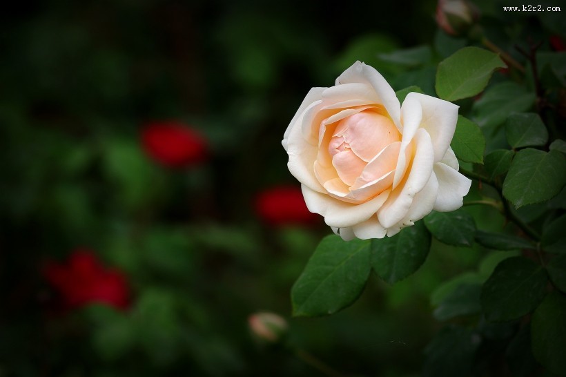 娇艳的月季花图片大全