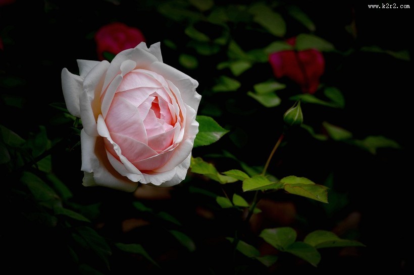 娇艳的月季花图片大全