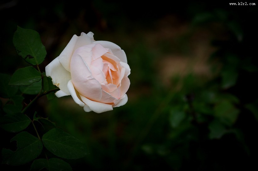 娇艳的月季花图片大全