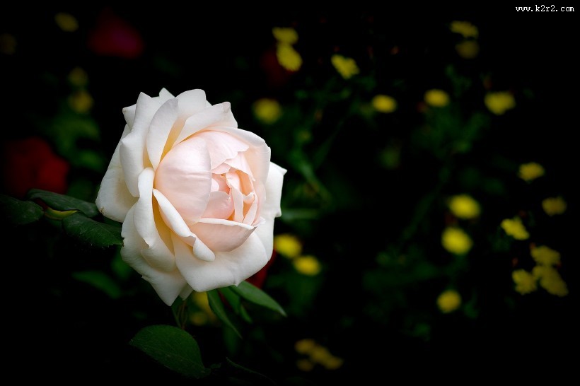 娇艳的月季花图片大全