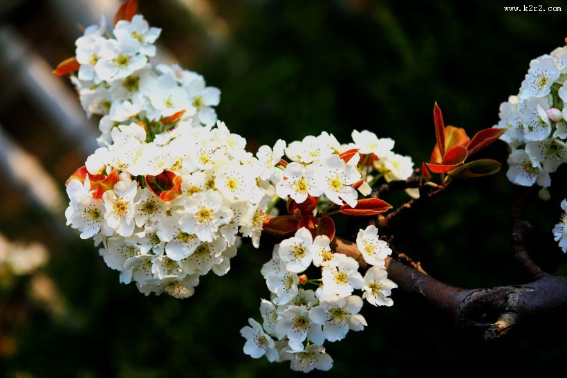 盛开的梨花图片