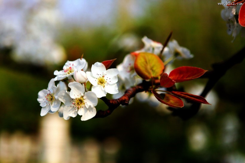 盛开的梨花图片