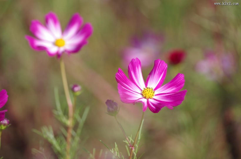 路边的格桑花图片大全