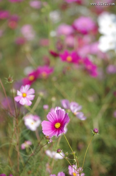 路边的格桑花图片大全