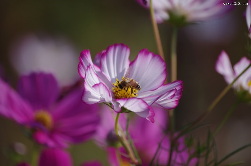 路边的格桑花图片大全
