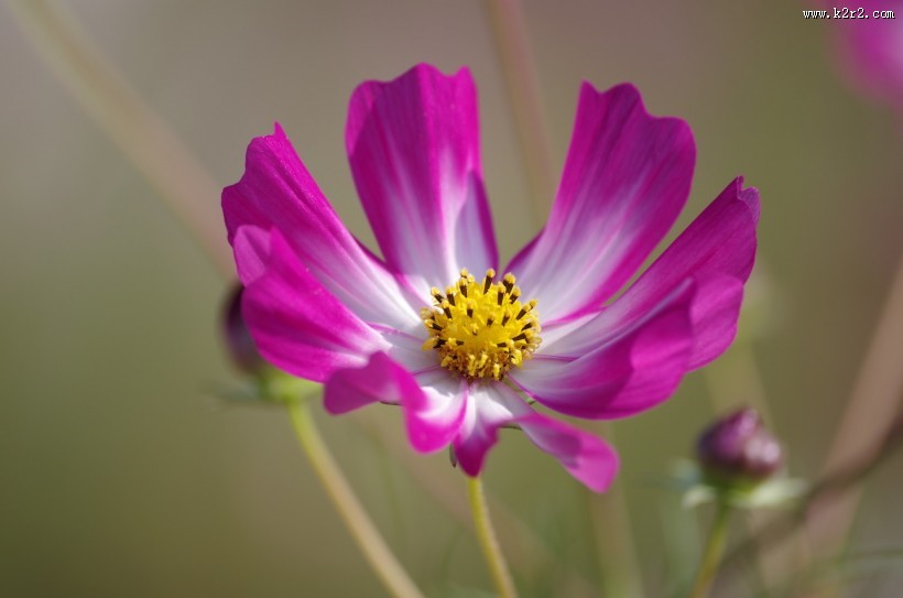 路边的格桑花图片大全