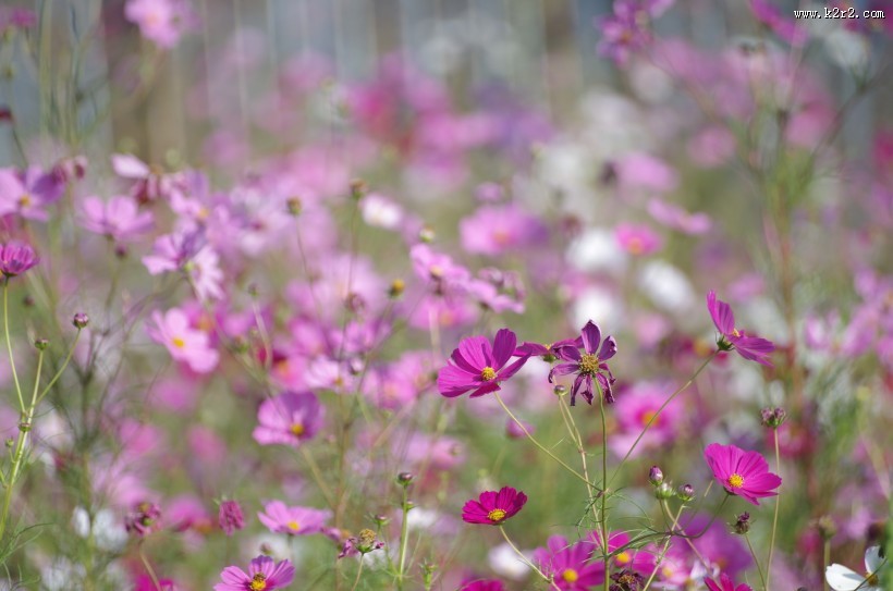 路边的格桑花图片大全