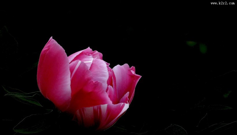 含苞欲放牡丹图片