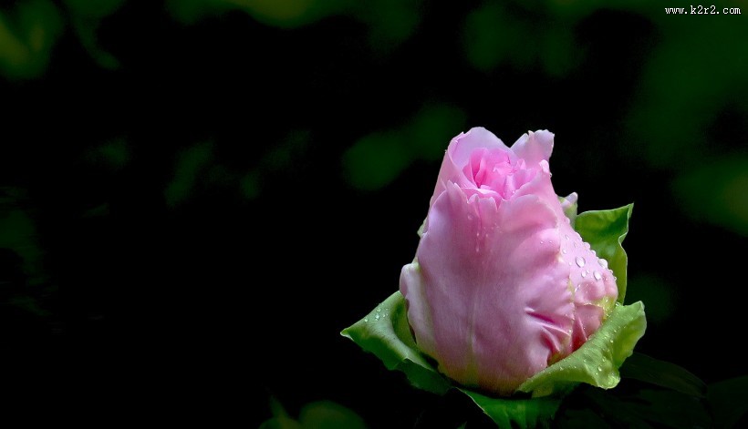 含苞欲放牡丹图片