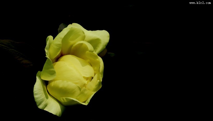 含苞欲放牡丹图片