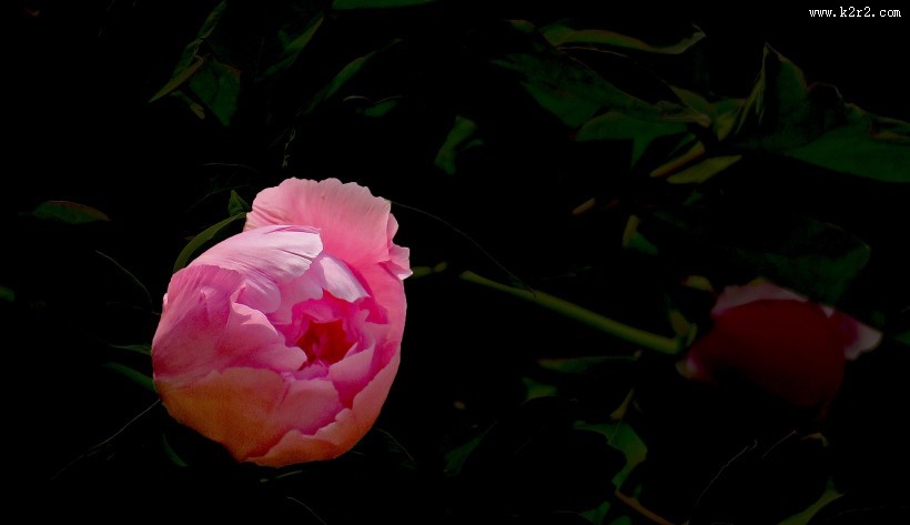 含苞欲放牡丹图片