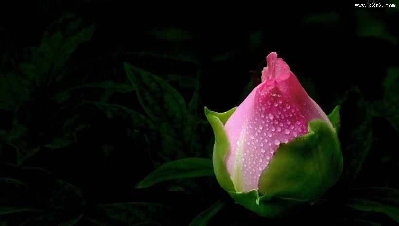 含苞欲放牡丹图片