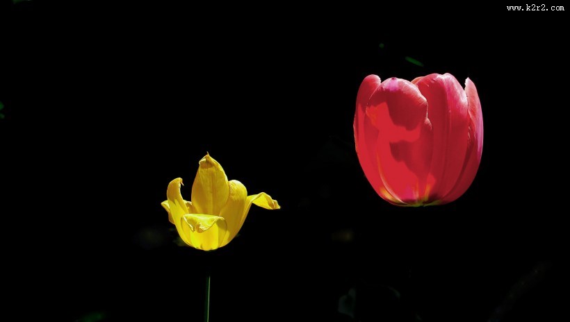 多姿多彩郁金香图片大全