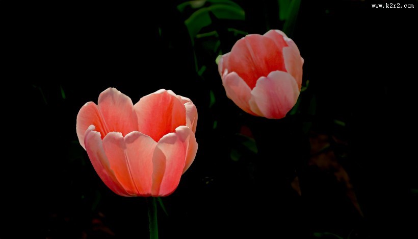 多姿多彩郁金香图片大全