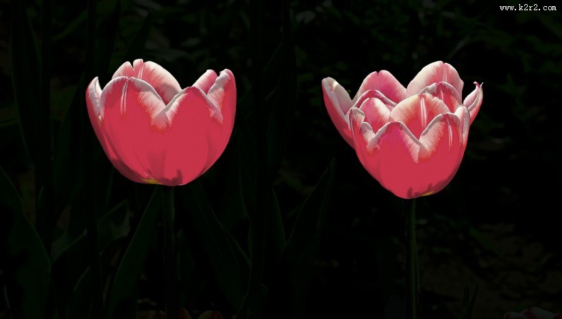多姿多彩郁金香图片大全