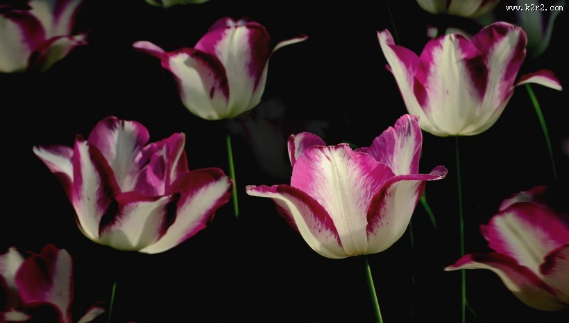 多姿多彩郁金香图片大全