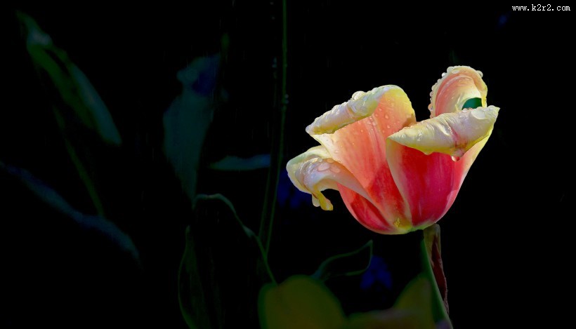 多姿多彩郁金香图片大全