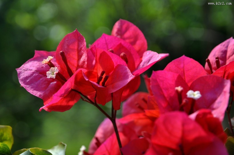 三角梅图片大全