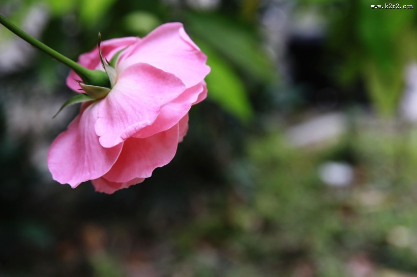 粉色月季花图片