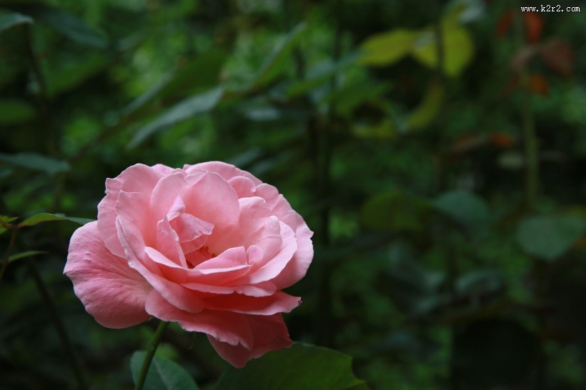 粉色月季花图片