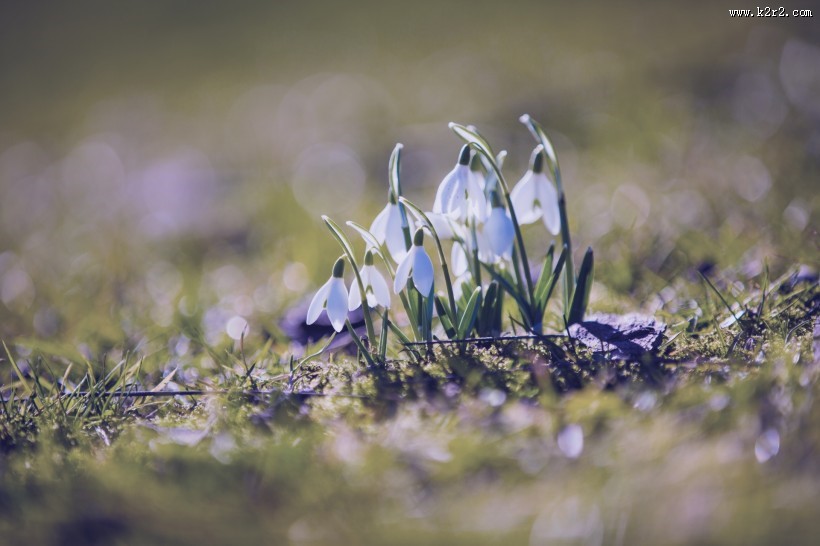 洁白的雪花莲图片
