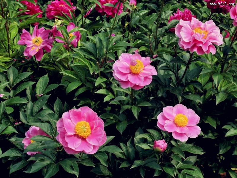 芍药图片