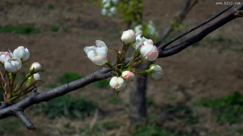 梨花图片大全